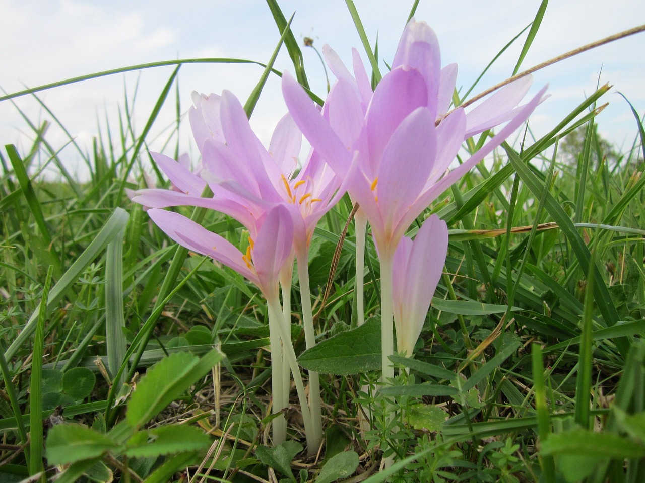 三生三世十里桃花，跨越三生的情感傳奇全集免費(fèi)觀看