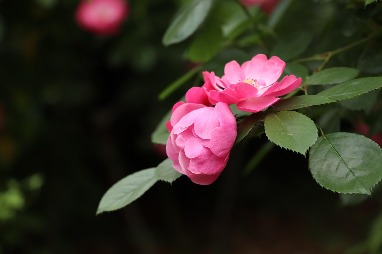 薔薇動(dòng)漫，藝術(shù)魅力與情感共鳴的綻放